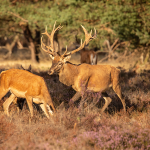 Krondyrsafari - Weekendtur