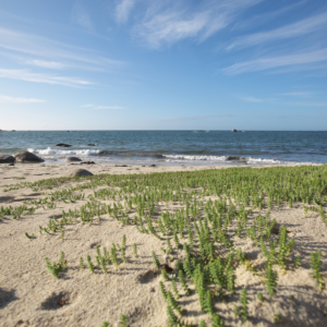 Sank kysten - Aarhus