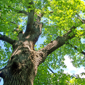 Kend dine danske træarter - Hareskoven