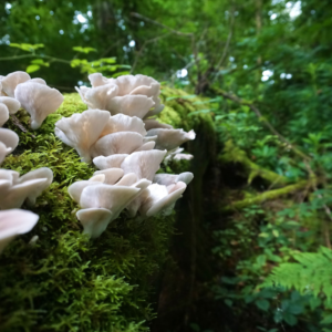Sank østershatte - Aarhus