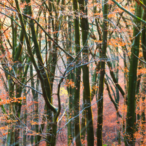 Vandretur - På opdagelse i naturen