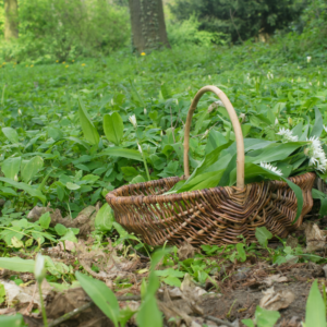 Sank skoven - Risskov