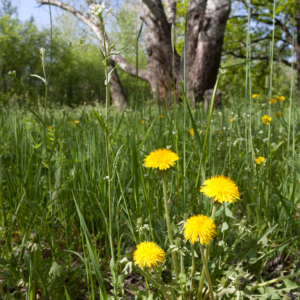 Sank urter - Hørhaven