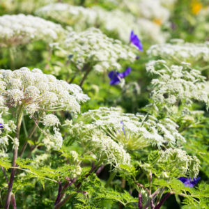 Ad snørklede stier mod solnedgangen