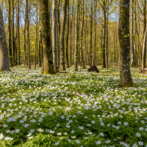 Vandretur 6 - 8 km i Gribskov