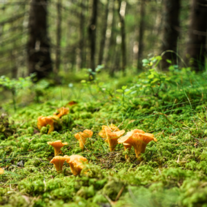 Sank kantareller og rørhatte - Mols Bjerge