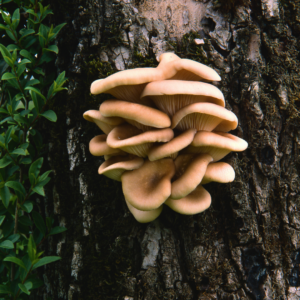 Sank østershatte - Rude skov