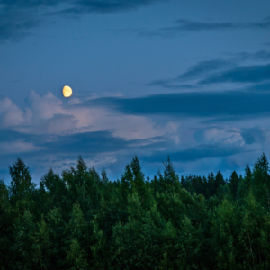 Mørkevandring - Hareskoven