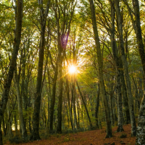 Morgenstund har guld i mund