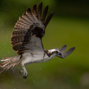 Fiskeørnesafari i Gribskov