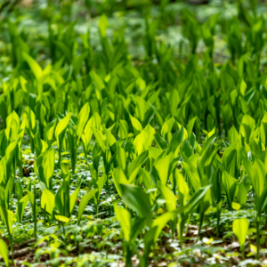 Sank Ramsløg - Jægerspris