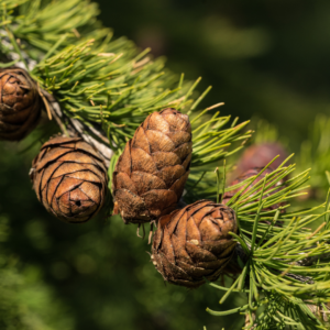 Månedens tur - Julehygge og juledekoration