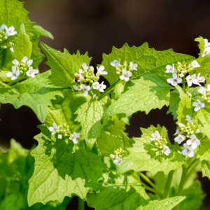 Sanketur - Amager Fælled