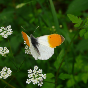 Sommerfuglesafari på Kalvebod Fælled