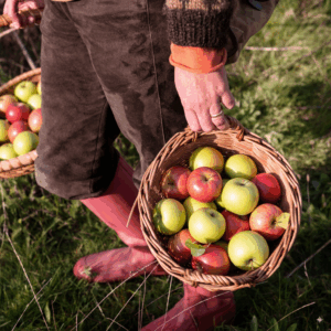 Æblerov i skoven - Månedens tur i oktober