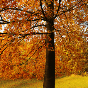 Efterårsvandring og naturskitser - Månedens tur i oktober - 25/10/26 @ 13:00 - 16:00